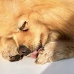licking paw soother