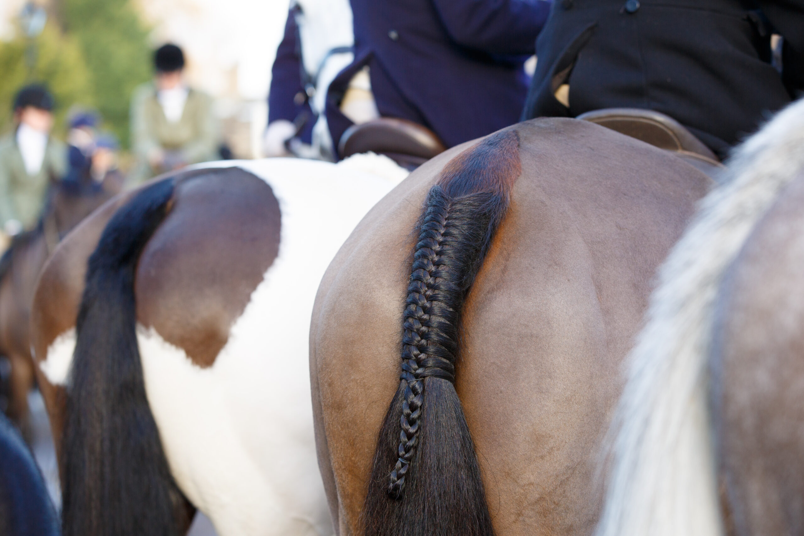 11 Tips to Keep a Horse Tail or Mane Beautiful - Banixx