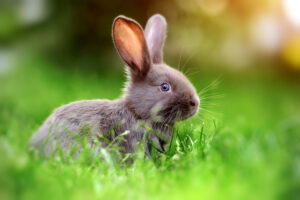 rabbit care