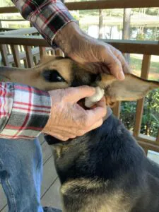 clean dog's ears wipes