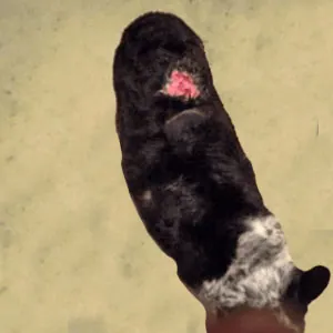 pictures of hot spots on a dog