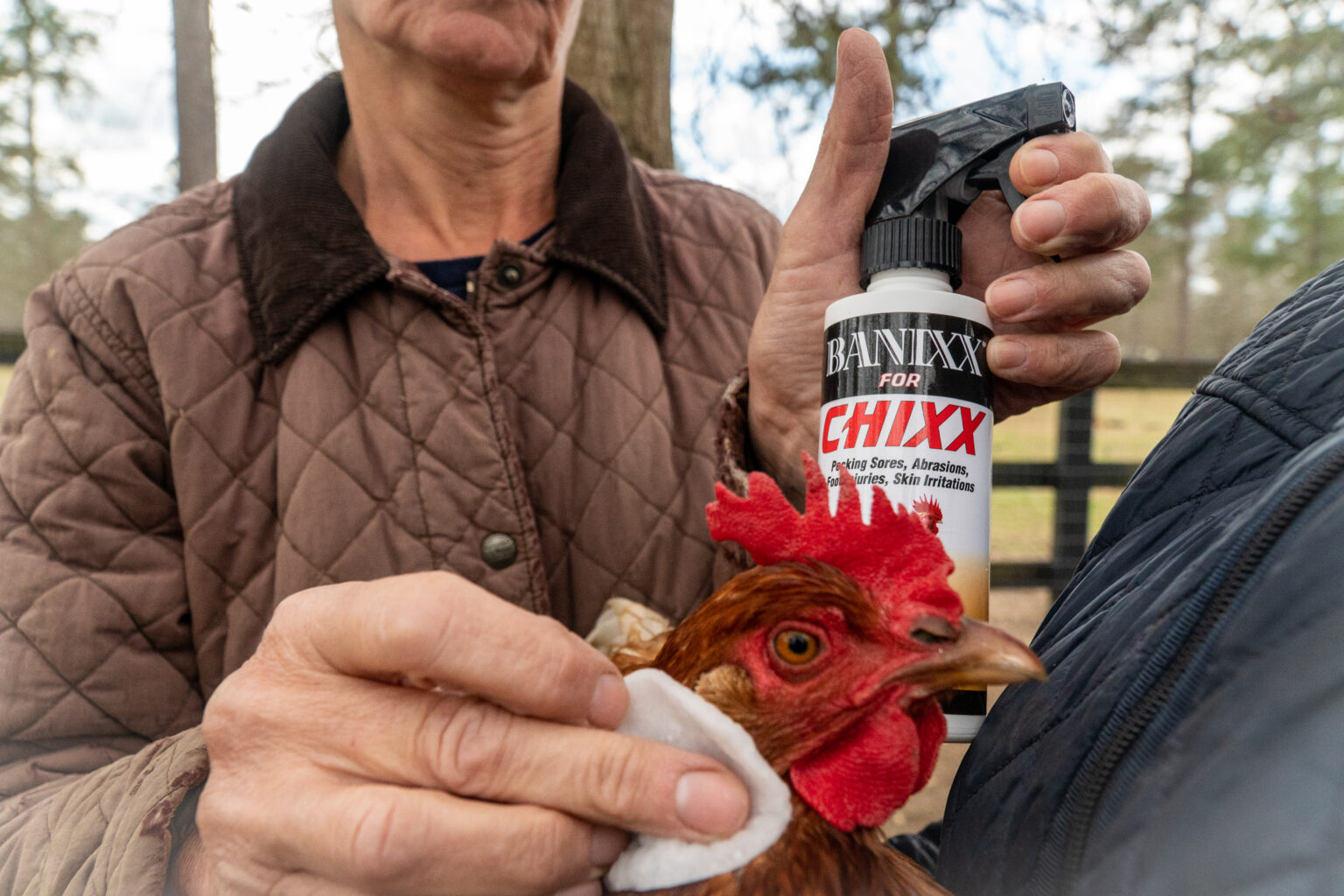 Chicken Wound Care: How to Treat an Open Wound on a Chicken? - Banixx