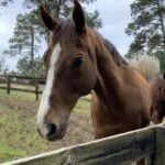 rain rot in horses treatment