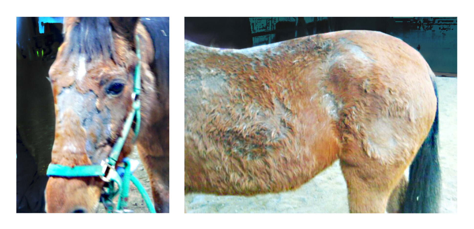 Rain Rot in horses treatment