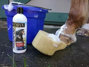 antifungal horse shampoo