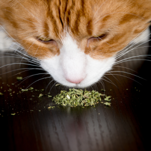 are cats supposed to ear catnip
