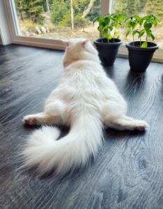 Why do dogs sploot? - Banixx