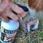 how to treat horse scratches