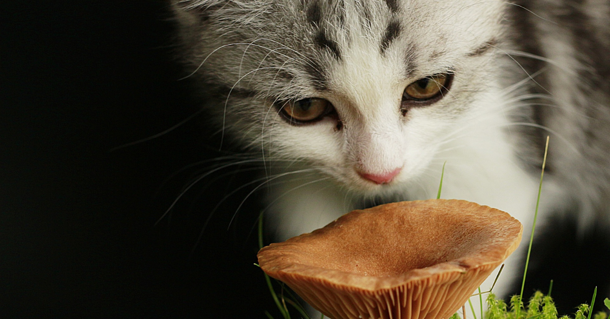 can cats eat mushrooms