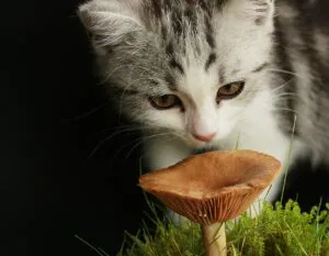 can cats have mushrooms