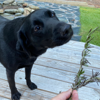can dog eat rosemary leaves