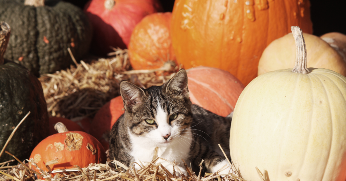 can cats eat pumpkin