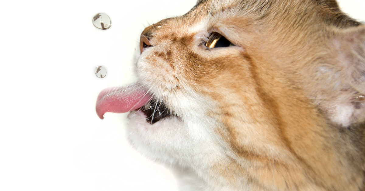 cat drinking a lot of water