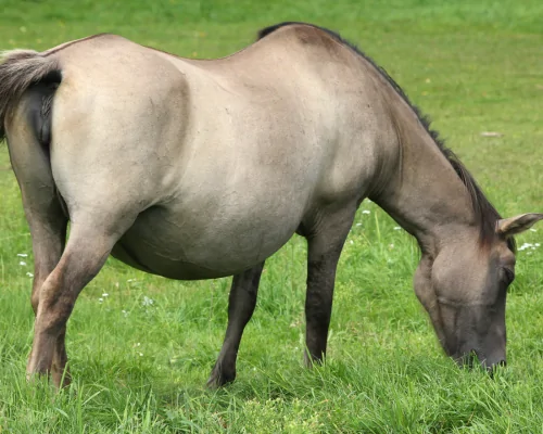 Pregnant horse