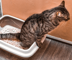 how to stop my cat from peeing everywhere